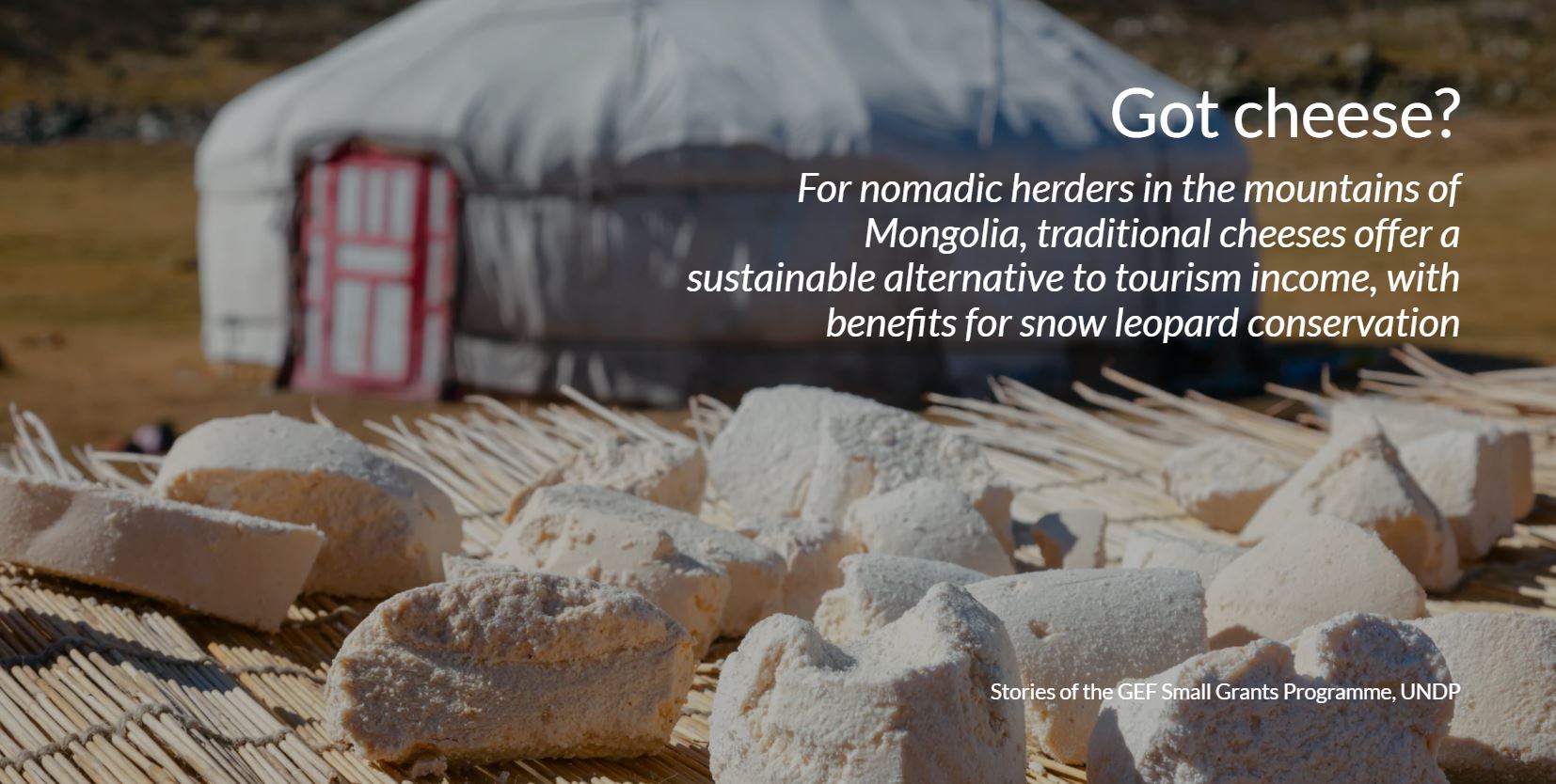 Got cheese? For nomadic herders in the mountains of Mongolia, traditional cheeses offer a sustainable alternative to tourism income, with benefits for snow leopard conservation