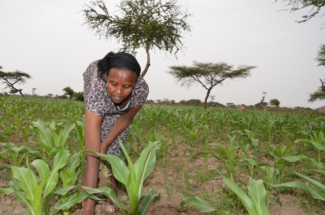 Tulule applies seed spacing, the line sowing approach, to her farmland