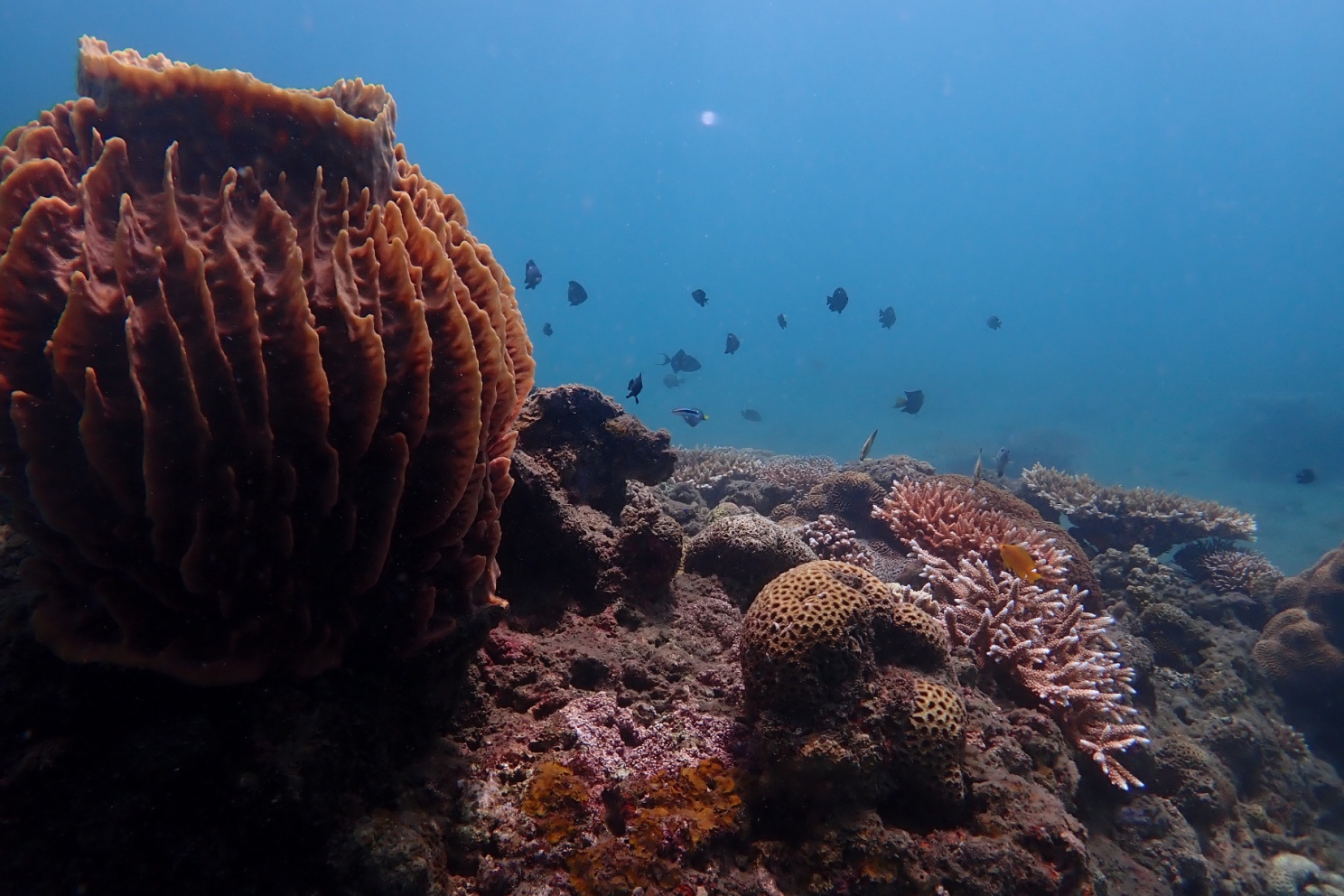 Reef off the coast of San Teodoro; red, pink and brown coral