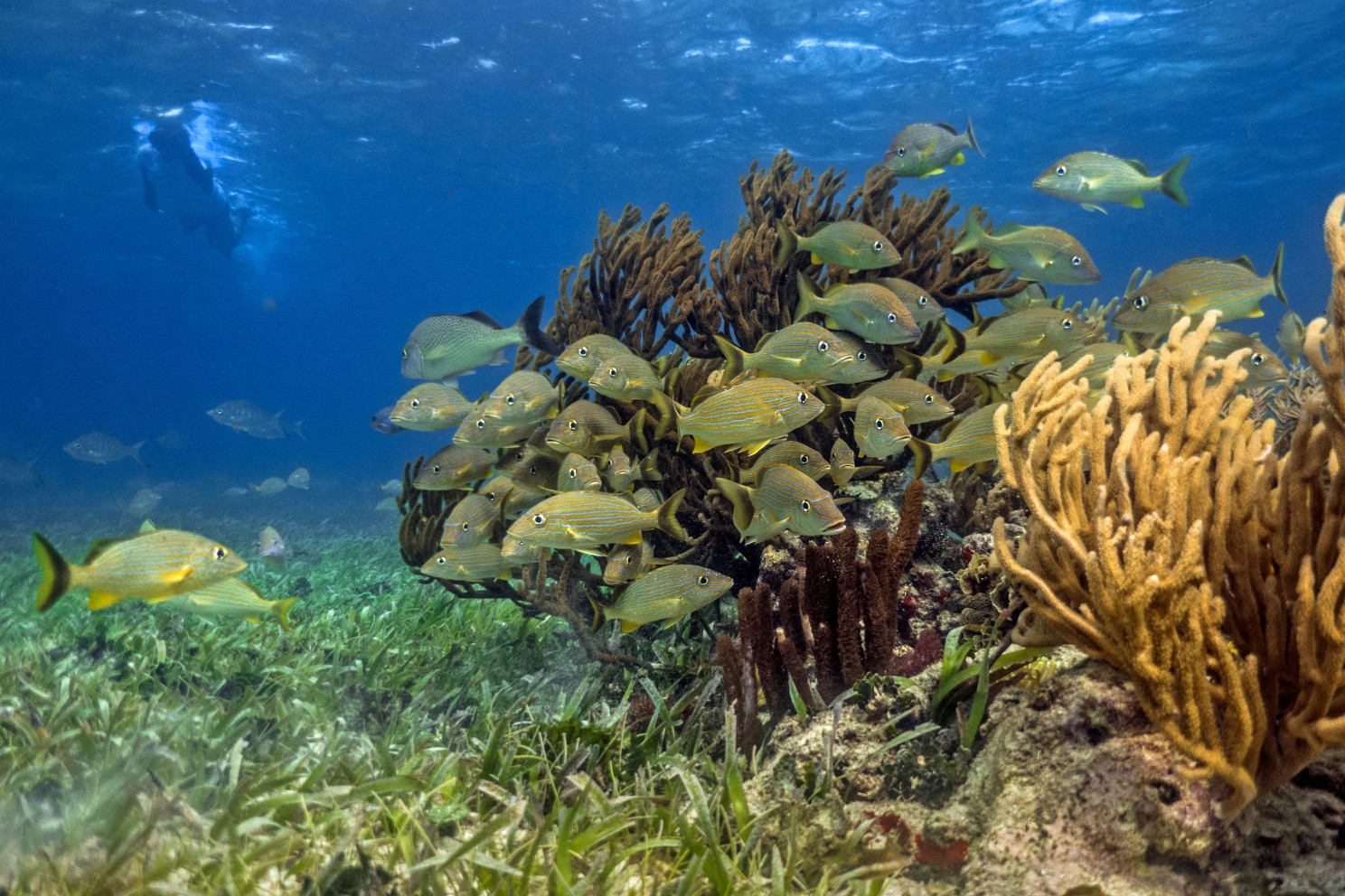 A scene in the Mesoamerican Reef. Coral, sea gras, fish and a diver