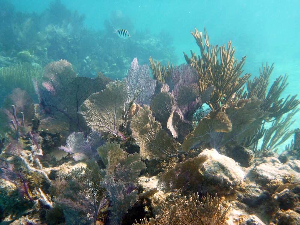 Belize Barrier Reef Reserve System (Belize, 2012)