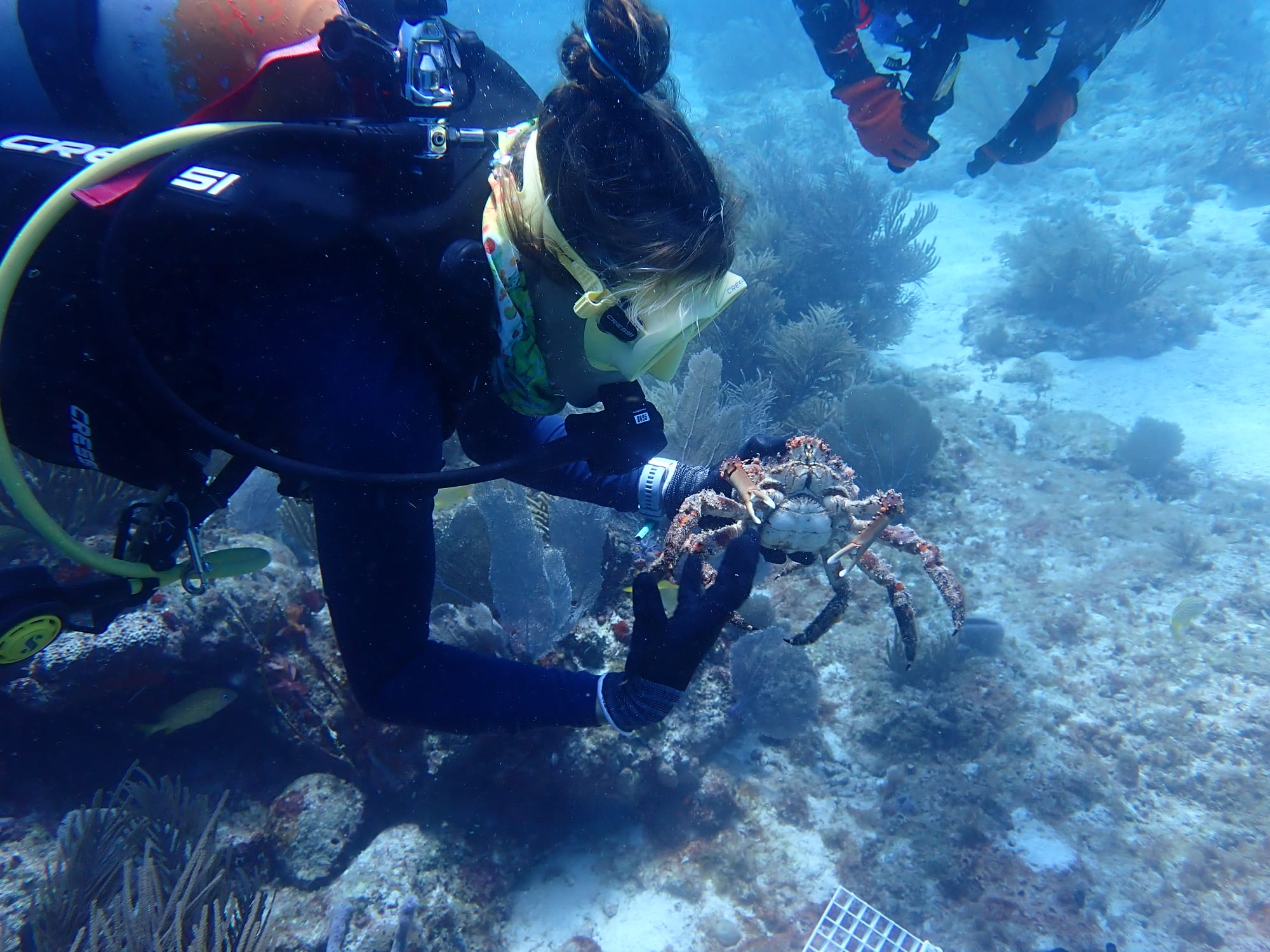 GFCR pic Mezoamerican Reef diver with crab