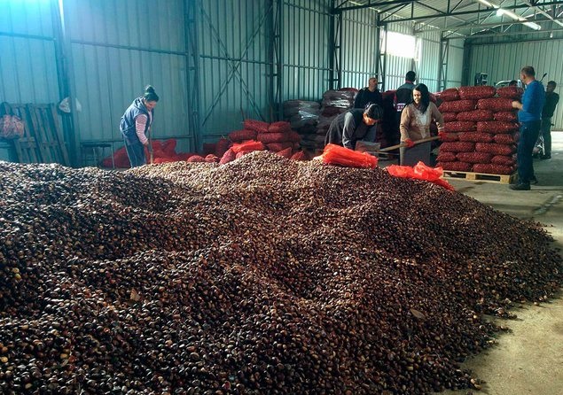 Workers filling the nails with chestnuts at a collection point in Tropoja