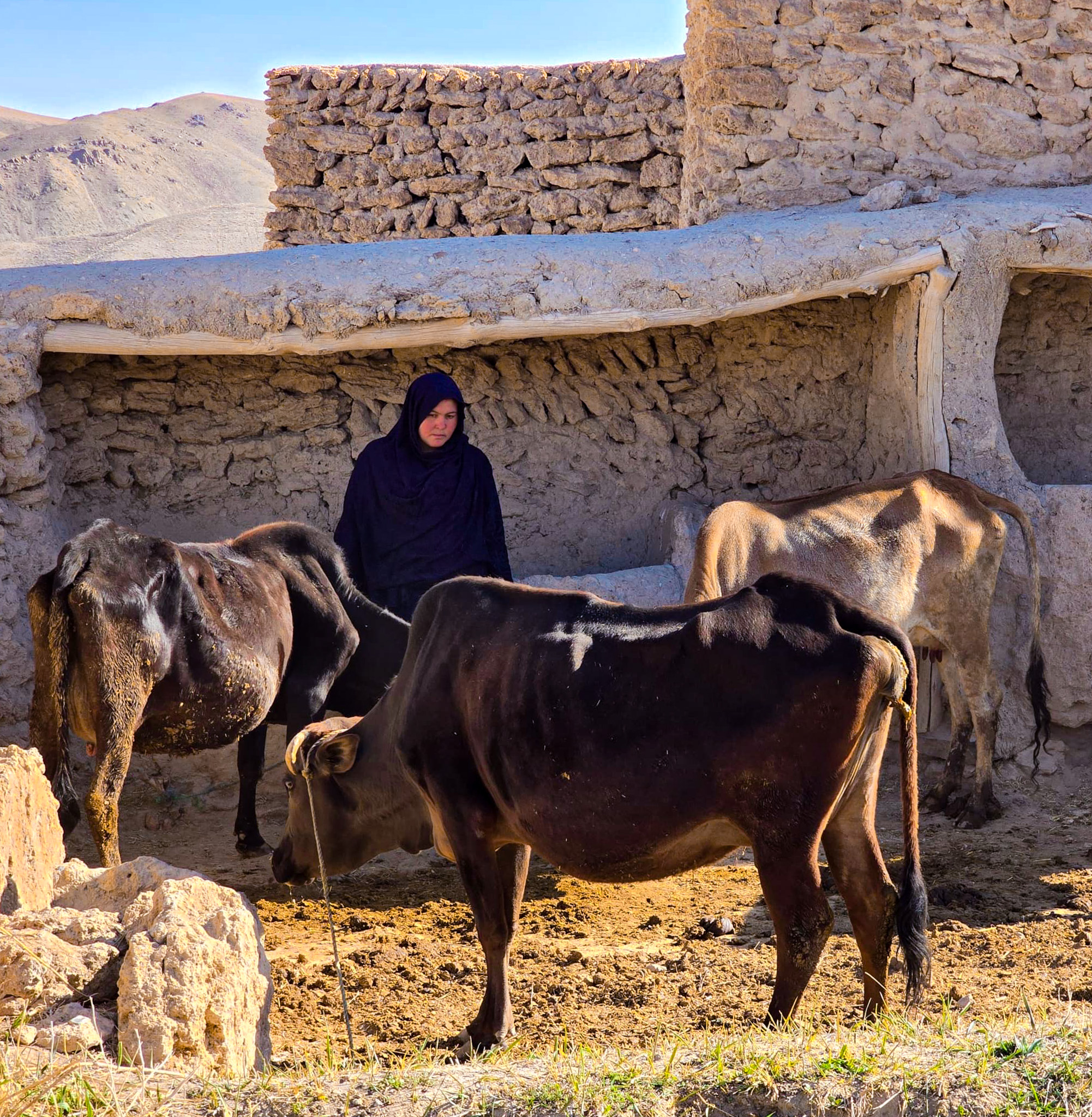 Zahra among her livestock in Nawur Ghazni Province