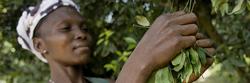 $65 million to protect Congo’s high-carbon peatlands