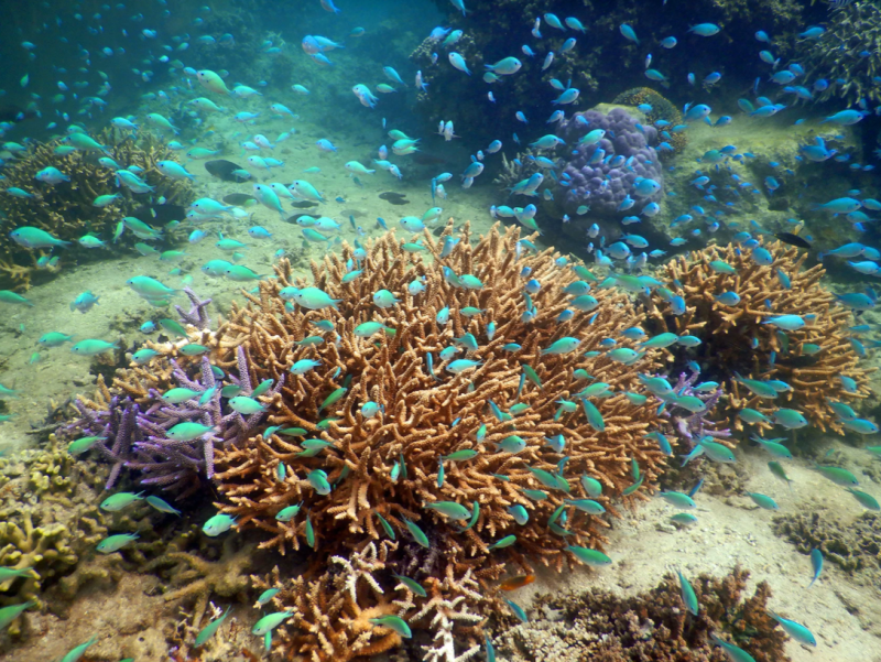 Namada, Fiji. Photo: Reef Explorer Fiji