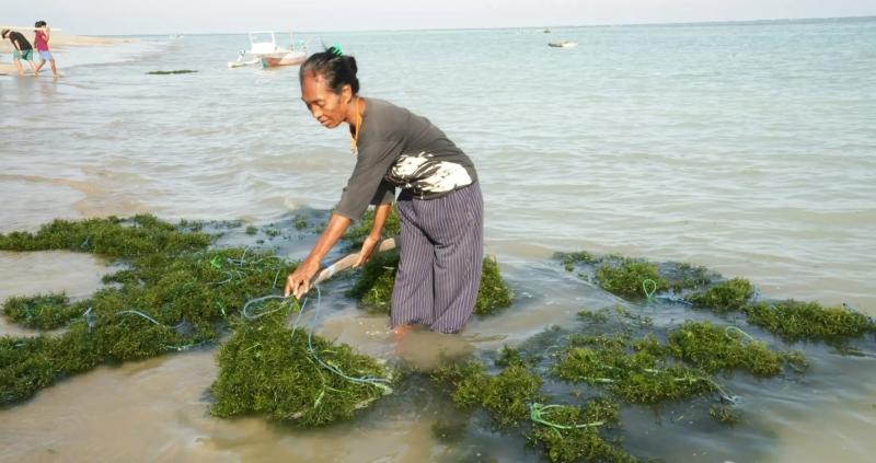 Indonesian woman working with kelp in shallow ocean waters