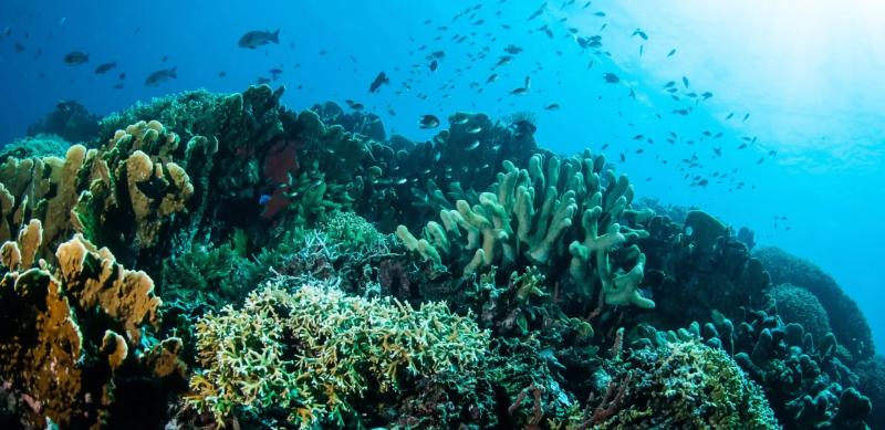 Underwater picture; scene of coral and fish