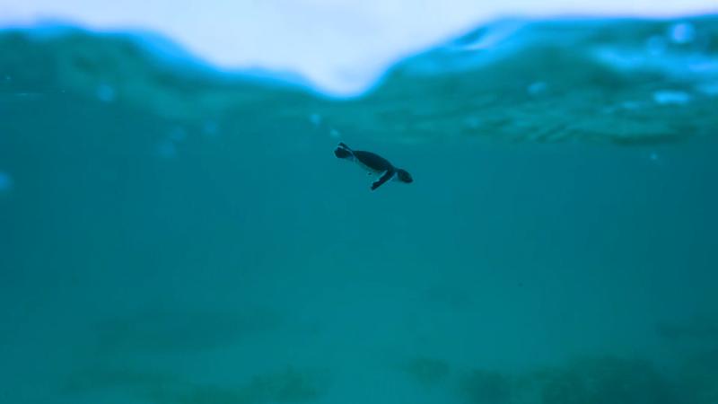 fledgling sea turtle in the ocean