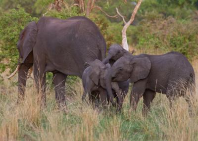 Elephants, Katavi National Park, Tanzania. Photo: © Gregoire Dubois